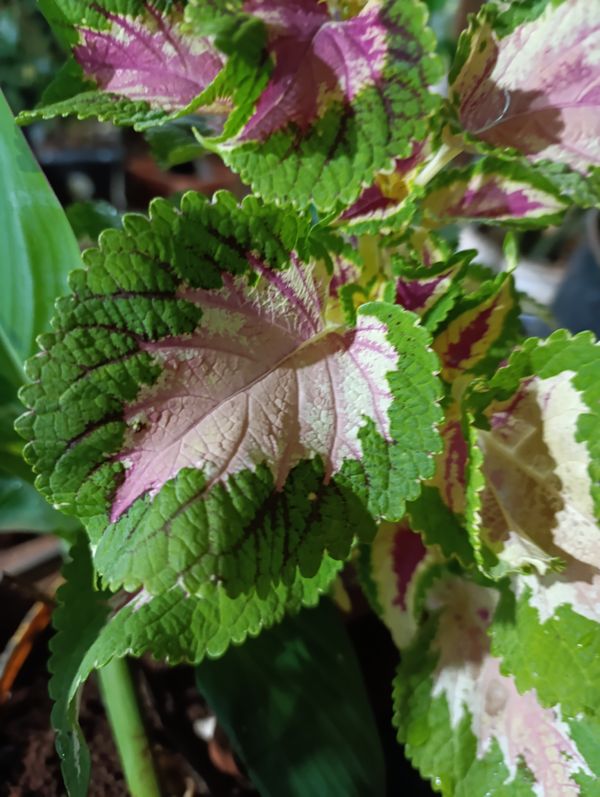 Identificação da planta Coléus por foto