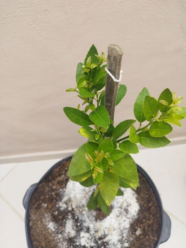 Identificação da planta Limão galego por foto