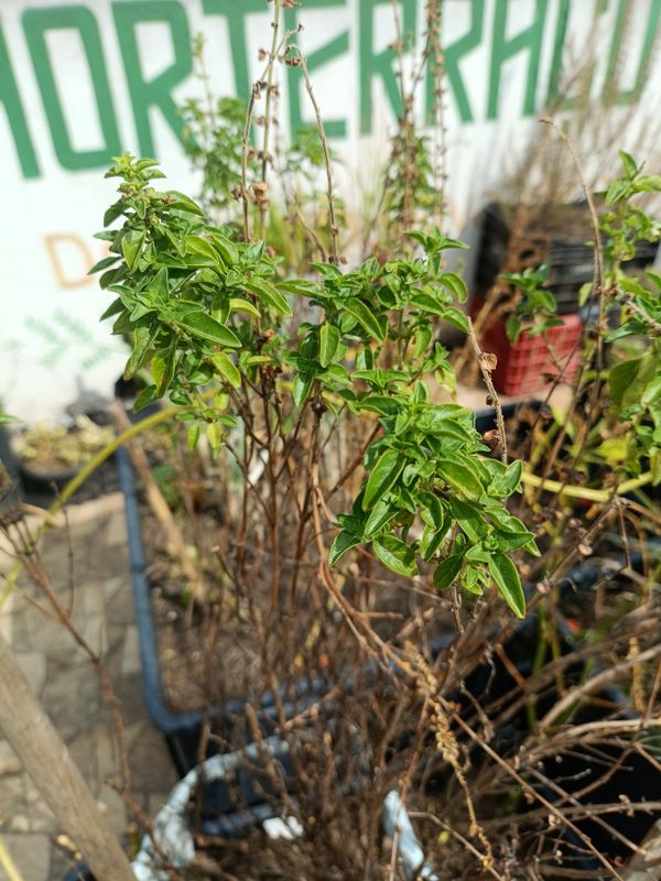 Identificação da planta Manjericão por foto