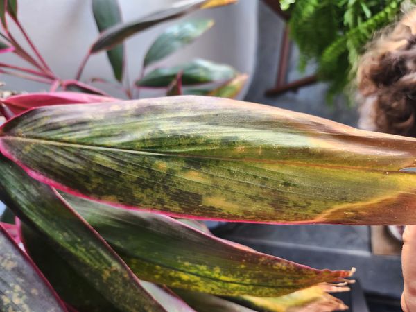 Identificação da planta Dracena por foto