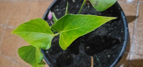 Identificação da planta Micro antúrio por foto