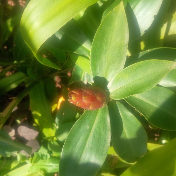 Identificação da planta Cana-do-brejo por foto
