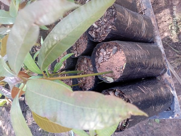 Identificação da planta Manga por foto