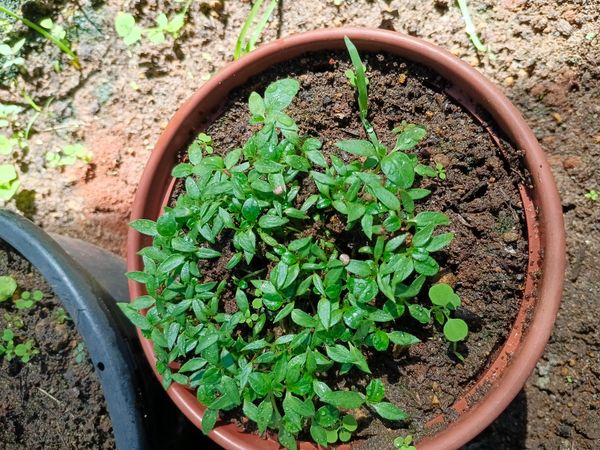 Identificação da planta Pimenta-de-cheiro por foto