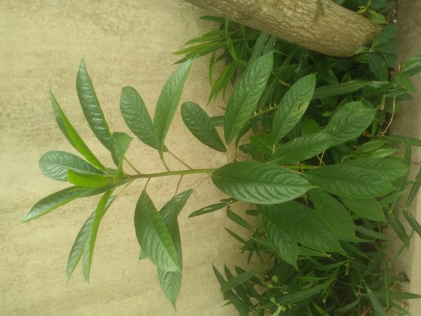 Identificação da planta Leiteiro por foto