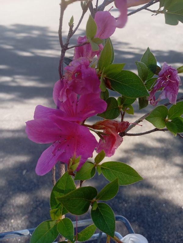 Identificação da planta Azaleia por foto