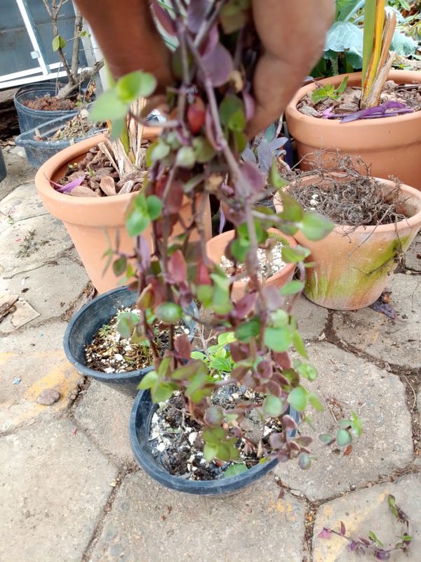 Identificação da planta Tradescantia-nanica por foto