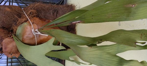 Identificação da planta Samambaia-de-chifre por foto