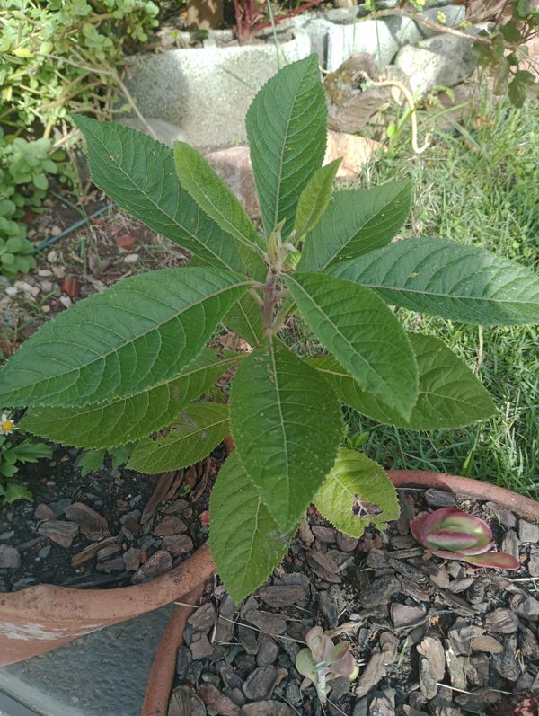 Identificação da planta Assa peixe por foto