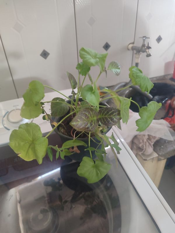 Identificação da planta Singônio por foto