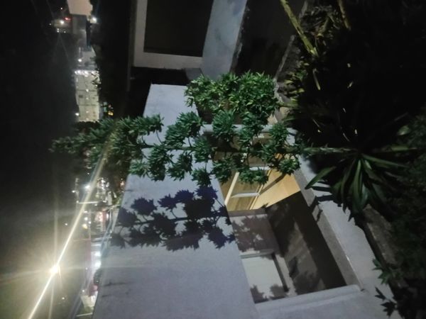 Identificação da planta Sisal por foto