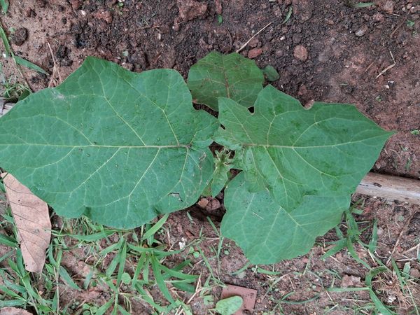 Identificação da planta Jurubeba por foto