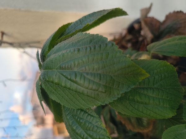 Identificação da planta Rabo-de-gato por foto