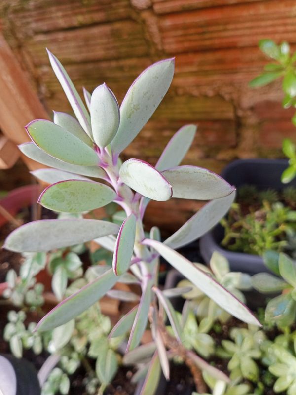 Identificação da planta Asa de anjo por foto