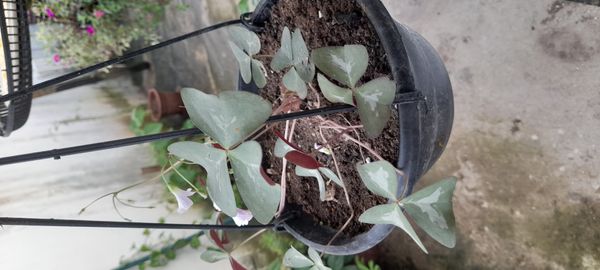 Identificação da planta Trevo negro por foto
