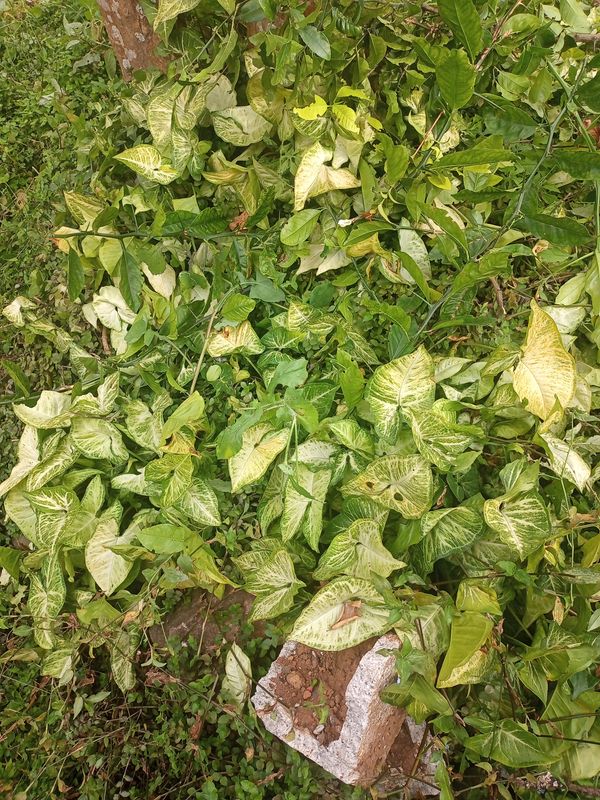 Identificação da planta Singônio por foto
