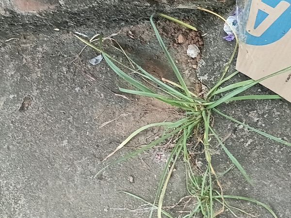 Identificação da planta Alho falso por foto