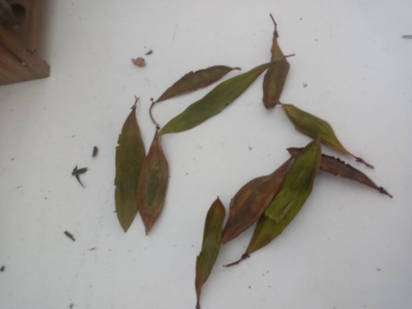 Identificação da planta Acácia chorona por foto