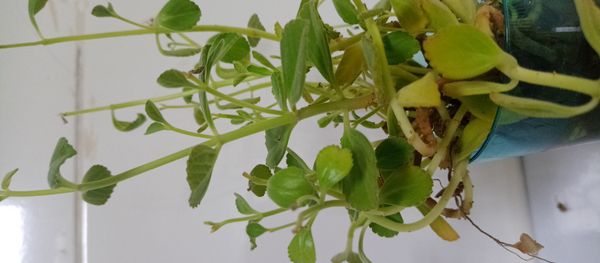 Identificação da planta Coração-roxo por foto