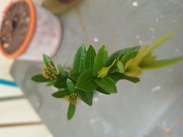 Identificação da planta Ixoria por foto