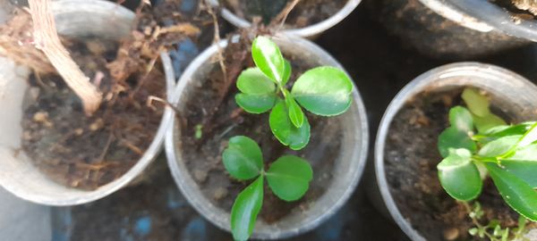 Identificação da planta Combava - mutação por foto