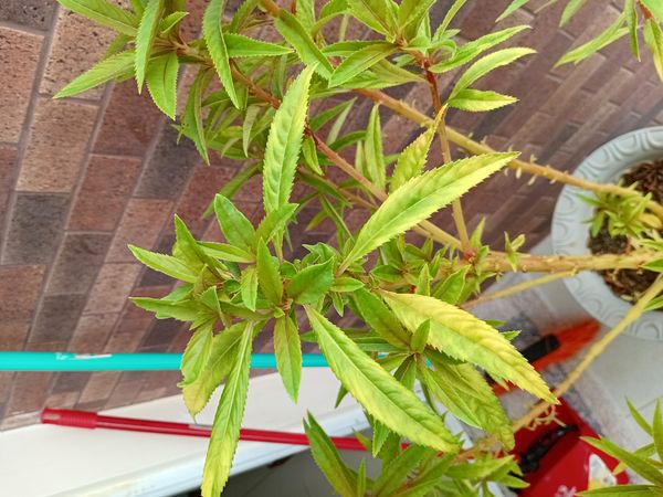 Identificação da planta Maria-sem-vergonha por foto