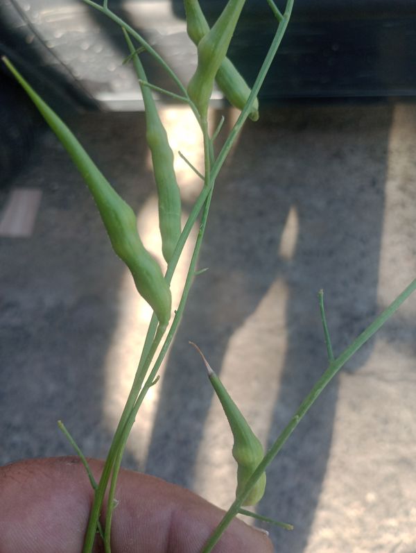 Identificação da planta Nabo-bravo por foto