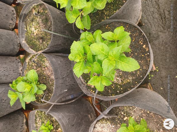 Identificação da planta Campainha-chinesa por foto
