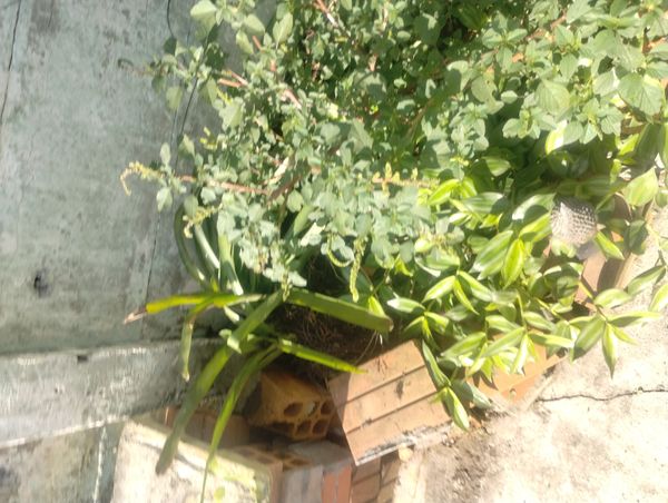Identificação da planta Bredo por foto