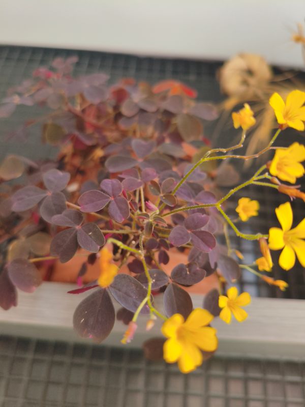 Identificação da planta Trevo-amarelo por foto