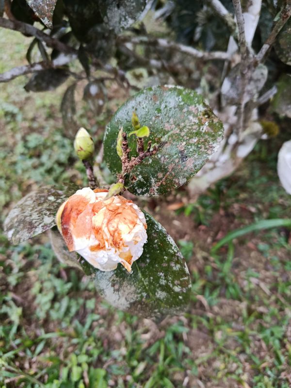 Identificação da planta Camélia-do-chá por foto