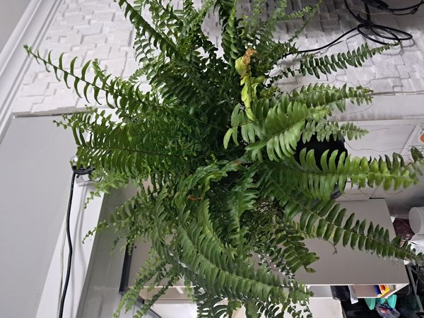 Identificação da planta Samambaia por foto