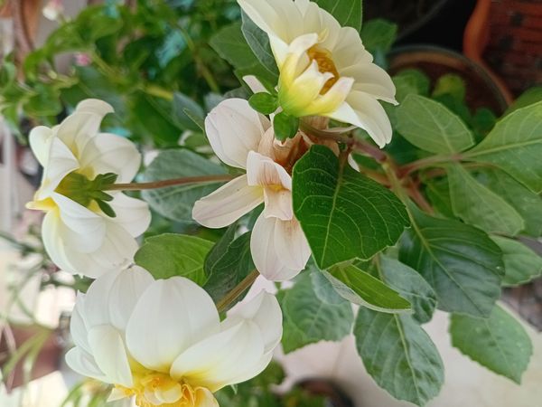 Identificação da planta Dália por foto