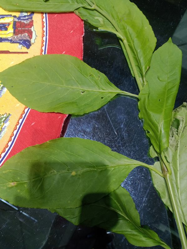 Identificação da planta Peixinho por foto