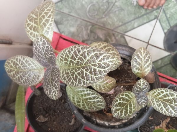 Identificação da planta Peixinho por foto