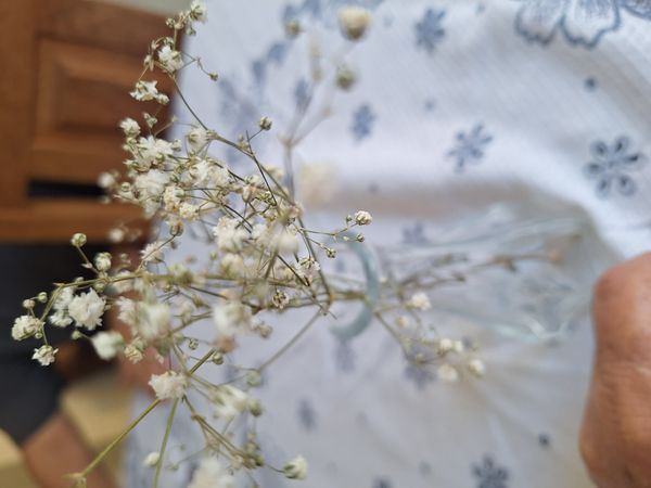 Identificação da planta Mosquitinho por foto