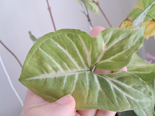 Identificação da planta Singônio por foto