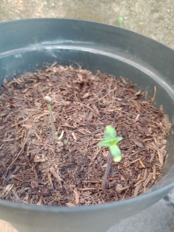 Identificação da planta Zinnia por foto