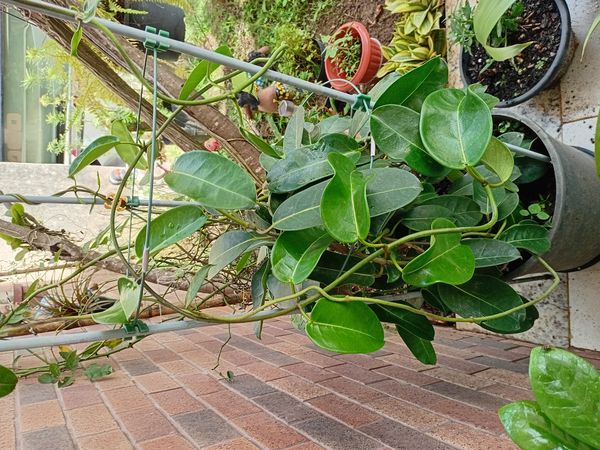 Identificação da planta Jasmim de Madagascar por foto