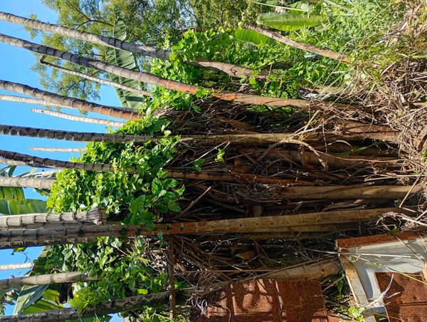 Identificação da planta Nenhum nome popular registrado no Brasil por foto
