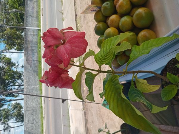 Identificação da planta Mussaenda por foto