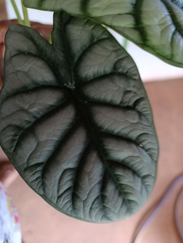 Identificação da planta Dragão Prateado por foto