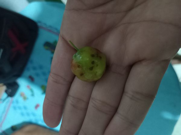 Identificação da planta Ameixa japonesa por foto
