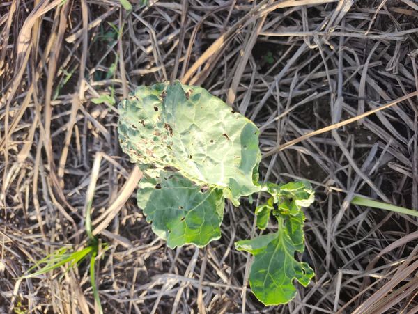 Identificação da planta Canola por foto