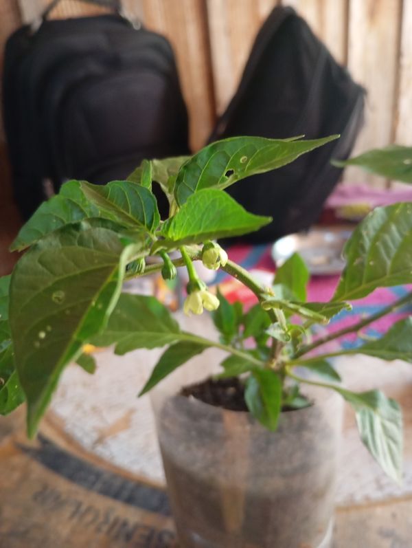Identificação da planta Pimenta-de-cheiro por foto