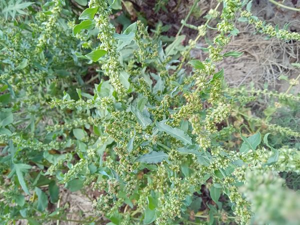 Identificação da planta Labaça-amontoada por foto