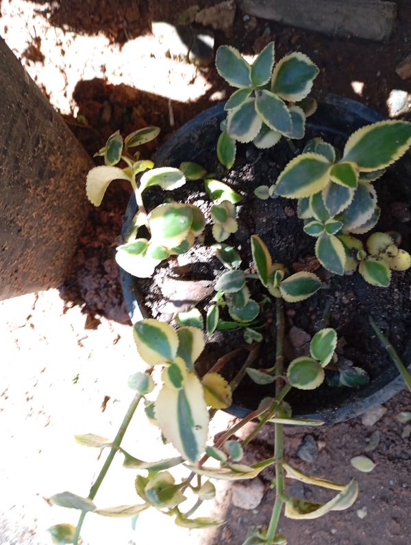 Identificação da planta Oriri por foto
