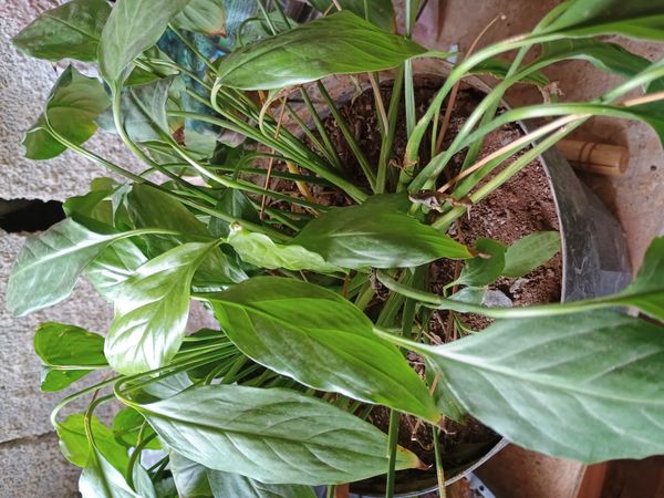 Identificação da planta Como cuida do lirio por foto