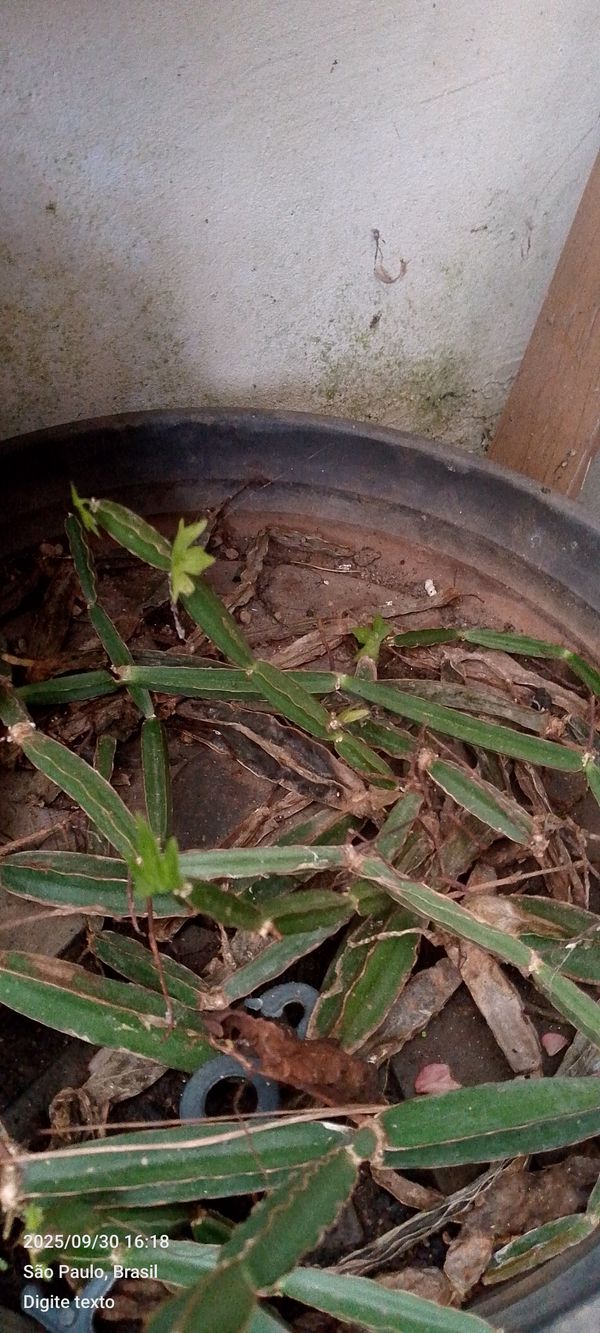 Identificação da planta Cacto uva por foto