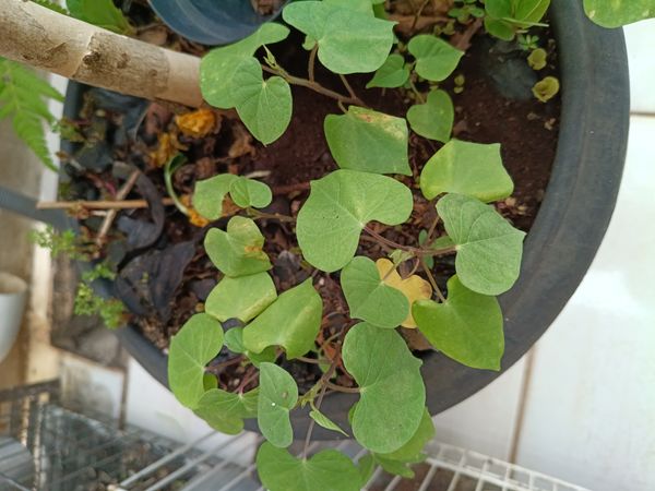 Identificação da planta Sete-léguas por foto